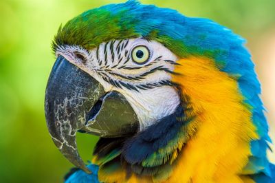 Spaycific'Zoo