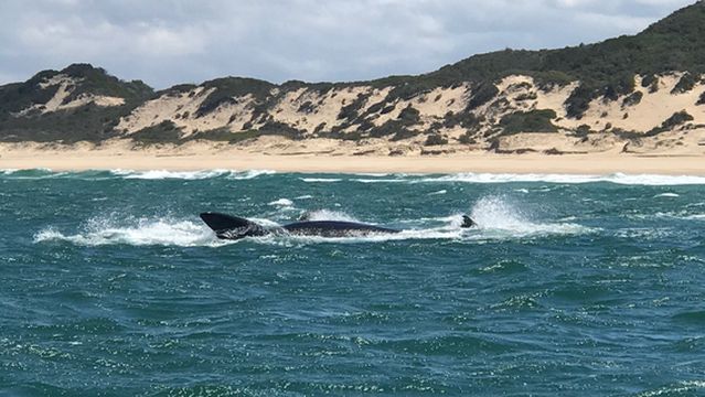 Whale Watching Hermanus