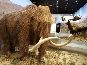 Grotte Chauvet 2 - Ardeche