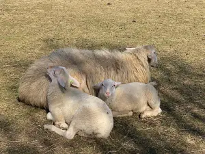 Ermelo sheepfold