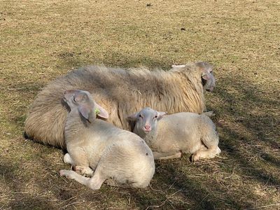 Ermelo sheepfold