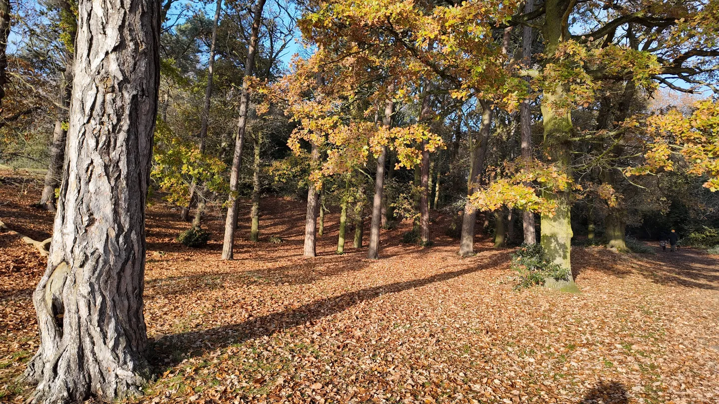 2_Sutton Park National Nature Reserve