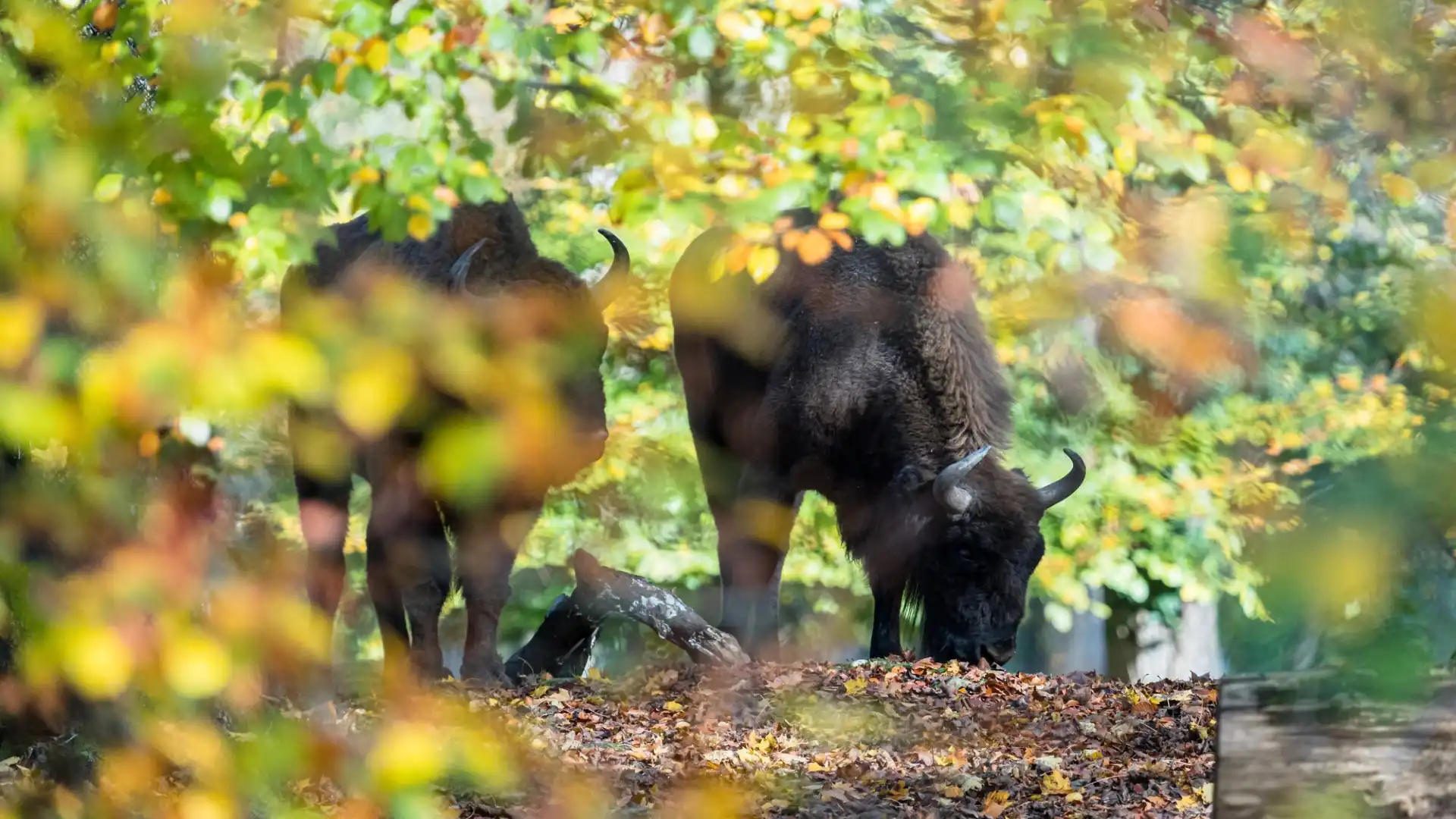 ベルン, デールヘールツリ + BärenPark動物園周辺のホテル