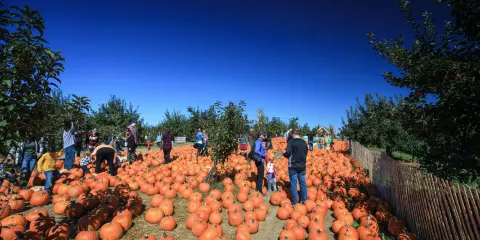 Apple Ridge Orchards