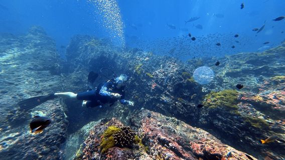 Similan Seven Sea Club