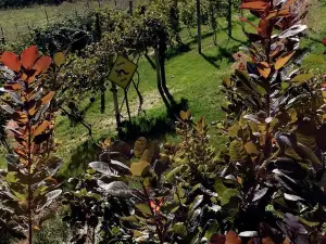 Makovicka Winery