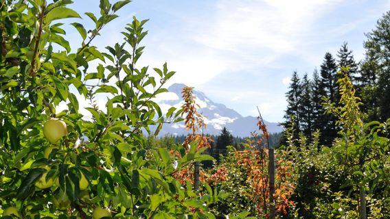 Kiyokawa Family Orchards