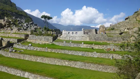 Machupicchu Trips Peru