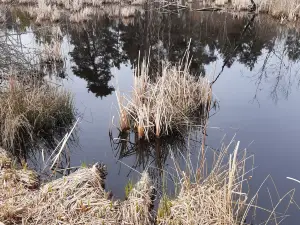 Schwenninger Moos