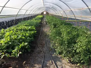Triple M Farm: Mariah's Mums & More, LLC