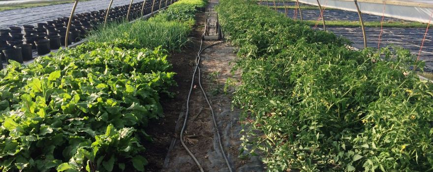 Triple M Farm: Mariah's Mums & More, LLC
