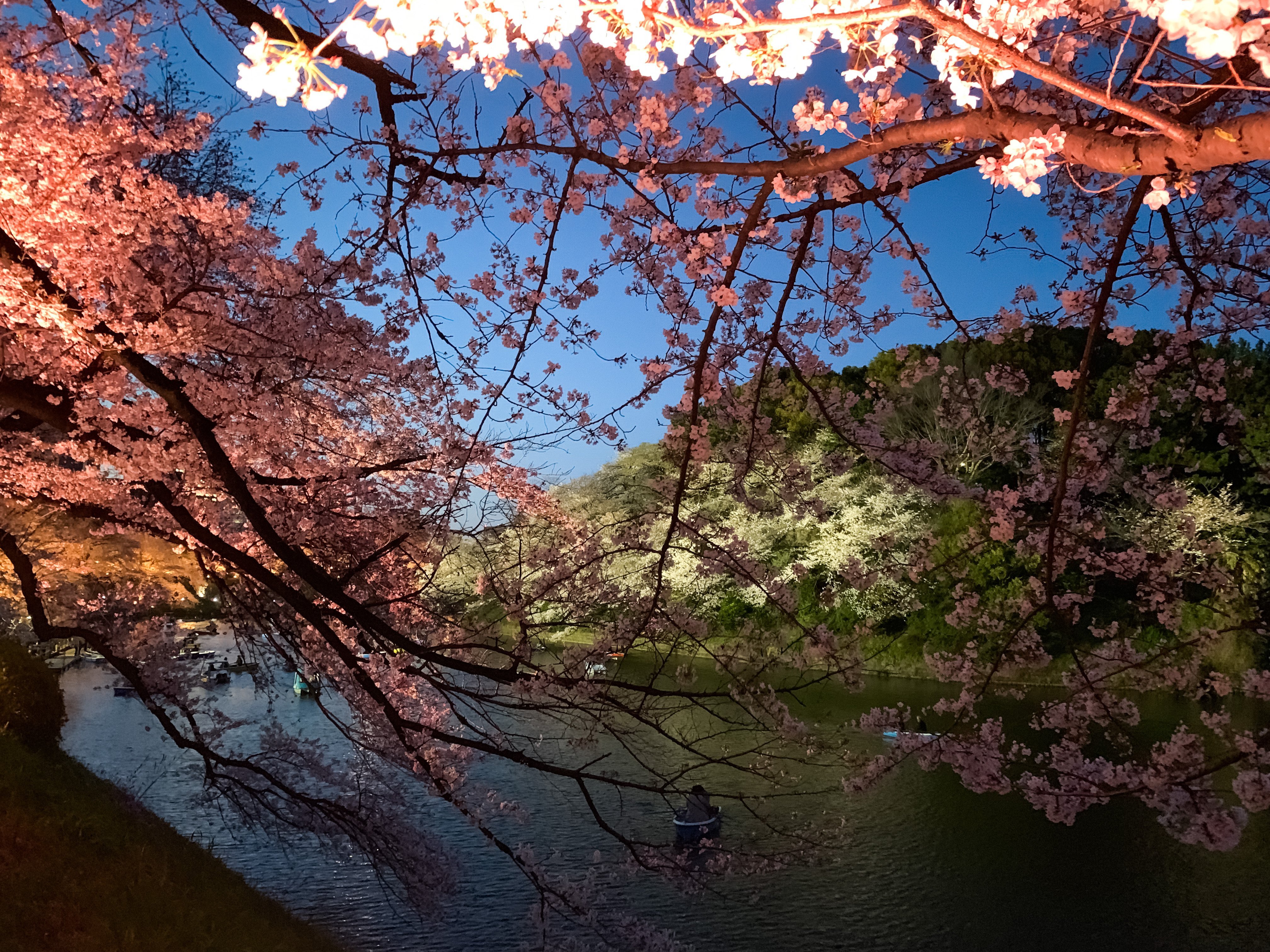 Chiyoda Cherry Blossom Matsuri | โตเกียว