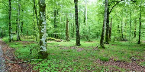 Natureserve Mollungen