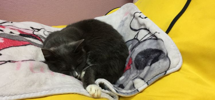 Cat Cafe