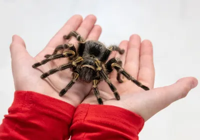 Spiders Exhibition