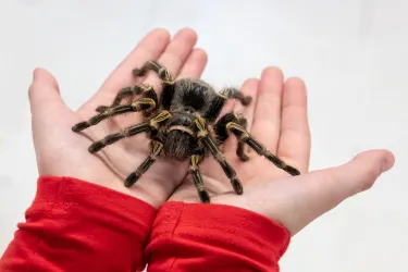 Spiders Exhibition