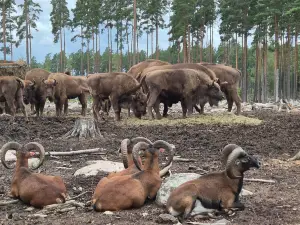 Kosta Safaripark