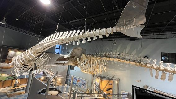 Science Museum of Whale and Sea