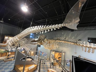 Science Museum of Whale and Sea