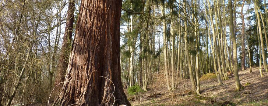 Clinton Baker Pinetum