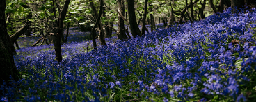 Clough Wood