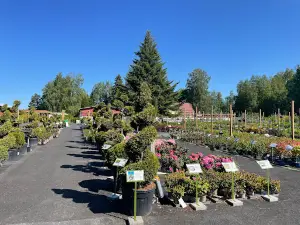 Pinsiön Nursery
