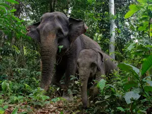 Ecotourism Tangkahan