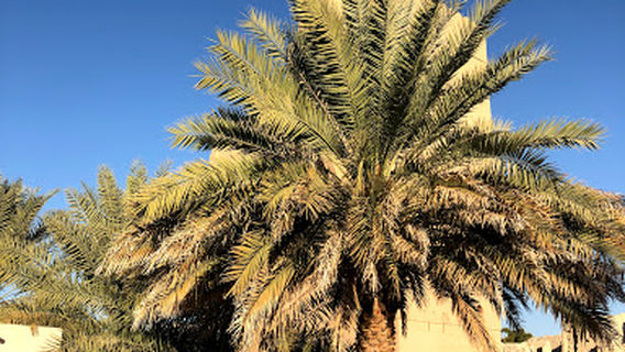 Fortress of Fiqain (Fiqain Castle)