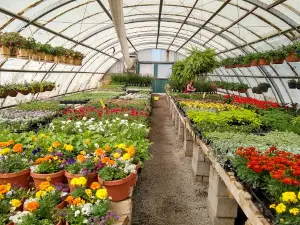 Maxwell's Nursery