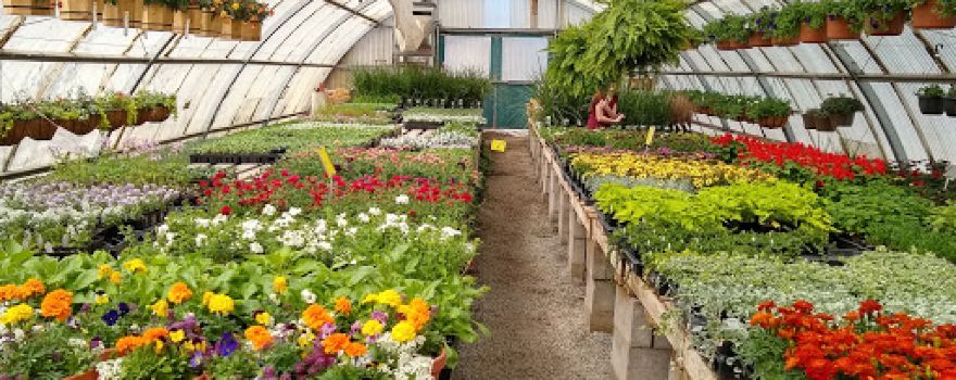 Maxwell's Nursery