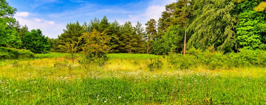 Great Hockham Picnic Site