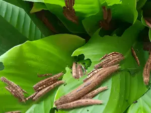 Mariposario De palestina