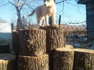 Fgbu "Zemlya Leoparda"