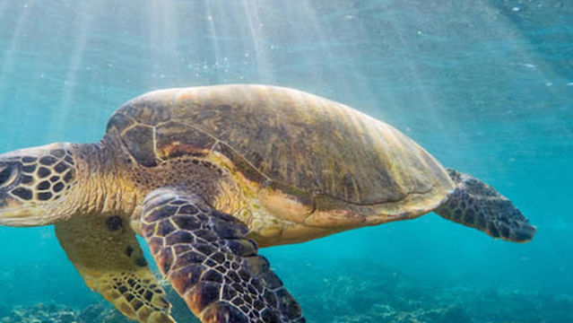 Sea Turtle Hatchery & Rescue Center