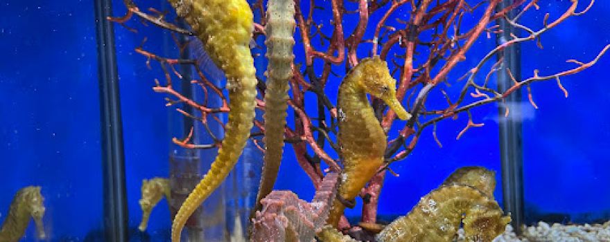 くしろ水族館 ぷくぷく