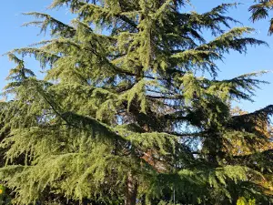 Mellat Park