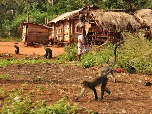 Boabeng Fiema Monkey Sanctuary