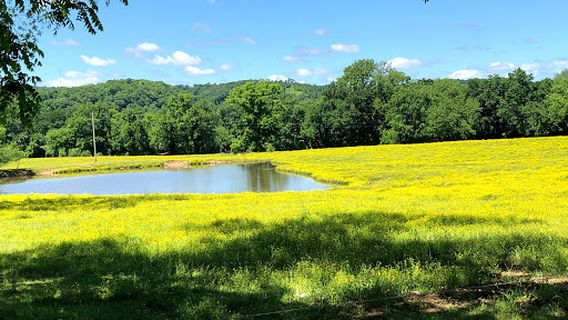 Edmondson Public Access Area