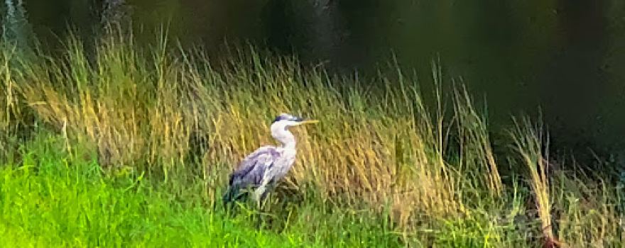 Jones Swamp Wetland Preserve & Nature Trail