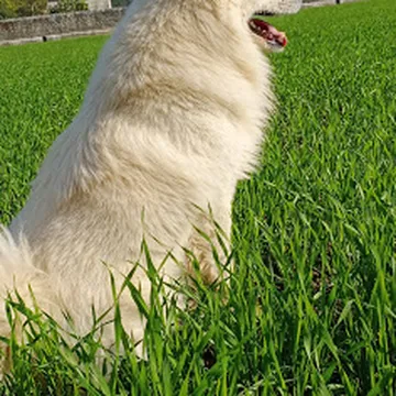 Durga Mandir Telpura