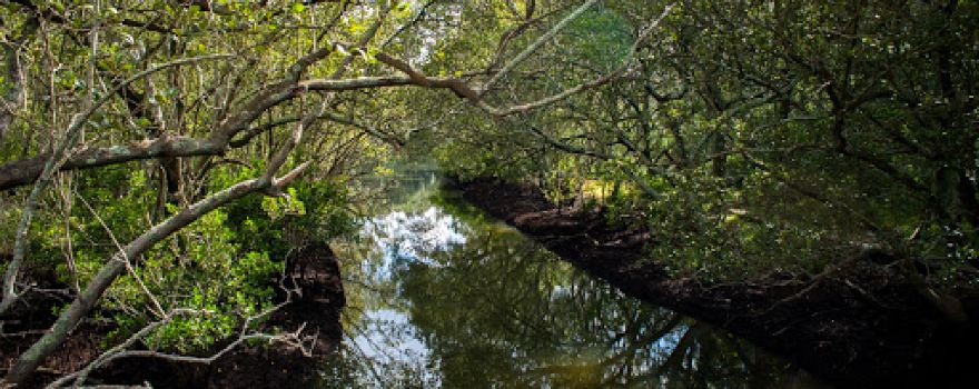 Lane Cove Bushwalk