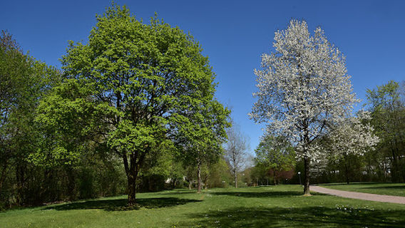 Stadtpark Drolshagen