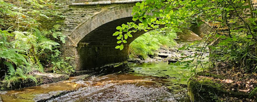 Roddlesworth Woods