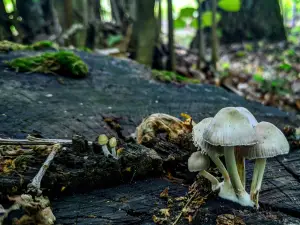 Zona Vidpochynku "9 Lis"