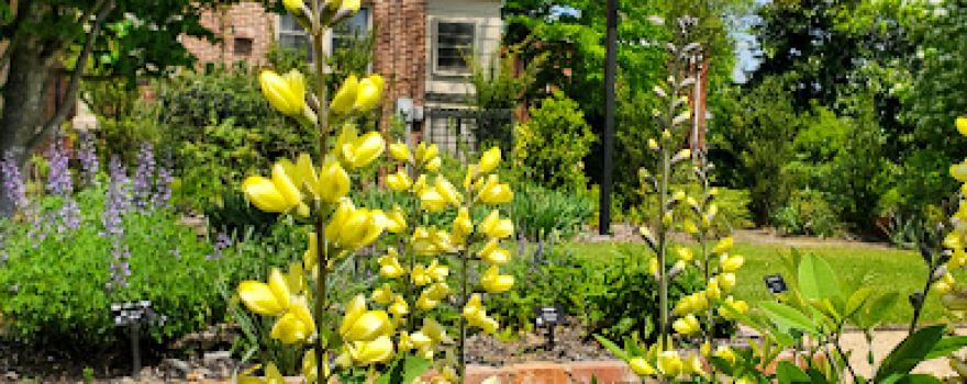 Piedmont Physic Garden