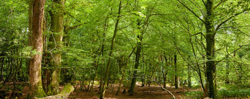 Quarts Moor(National Trust)