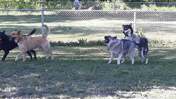 Dog Park