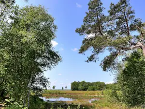 Moorlehrpfad Huvenhoopsmoor