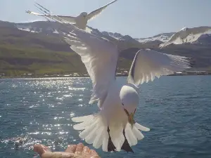 Exploring Seyðisfjörður