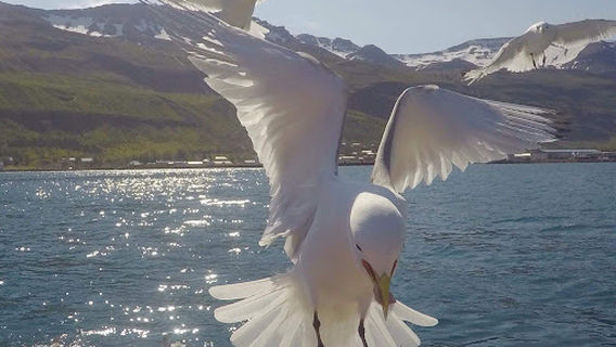 Exploring Seyðisfjörður